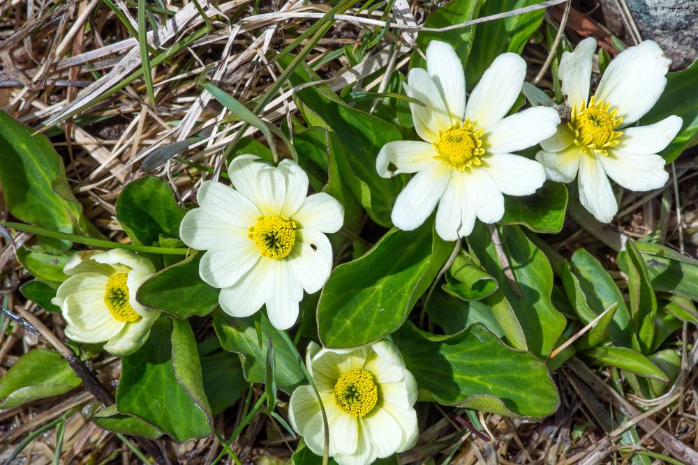 White Marsh Marigold